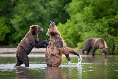 感情表現が豊かな自然の中の熊たち