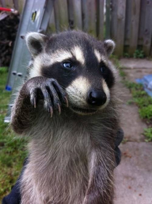 かわいい動物たちが手を振って「バイバイ」の動作する写真