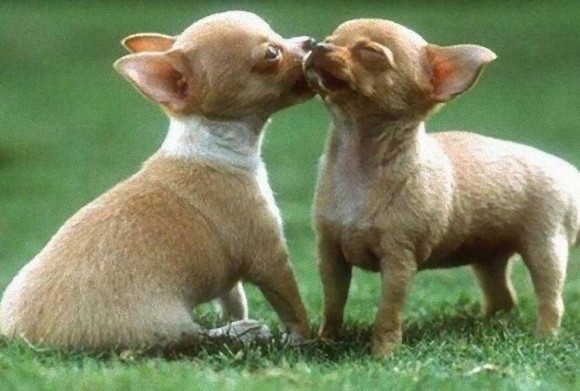 動物たちがキスする写真