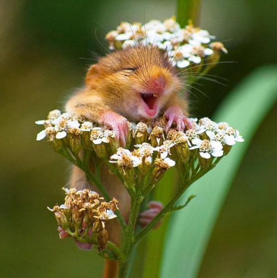 幸せそうに笑いすぎ！ニッコリ笑顔の動物たちの写真