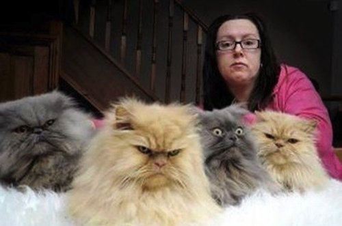 なんだかとても不機嫌な猫たちの写真