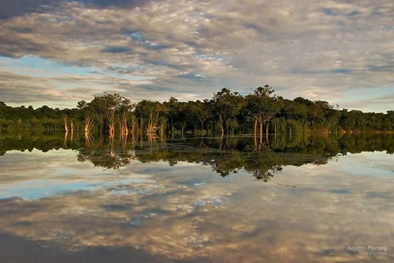 アマゾンの森がマジで凄すぎた写真