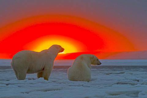 ホッキョクグマとアラスカの壮大な夕日が美しい写真