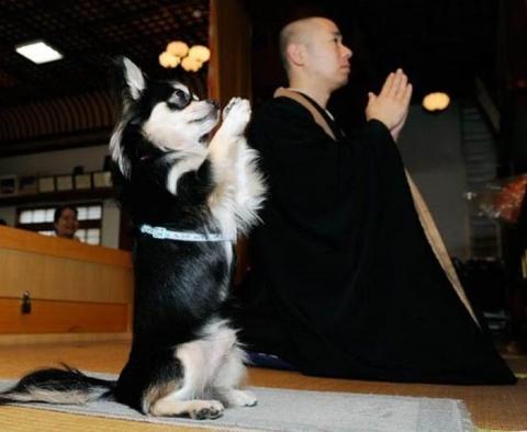 見ているだけで笑える動物のオモシロ画像