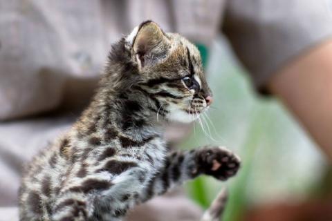南米のジャガーネコがかわいい写真 南米のジャガーネコがかわいい写真