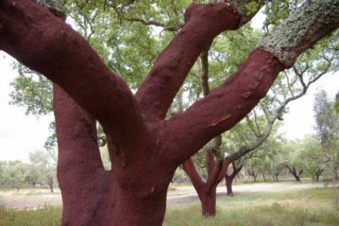 コルクの木から「コルク」が作られる様子の写真