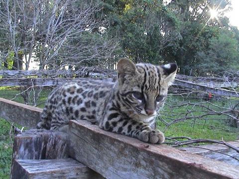 南米のジャガーネコがかわいい写真 南米のジャガーネコがかわいい写真