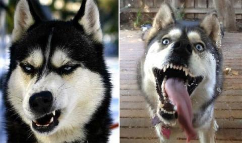 表情豊かすぎるハスキー、マラミュート犬の無敵な表情・ポーズ画像