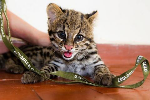南米のジャガーネコがかわいい写真 南米のジャガーネコがかわいい写真