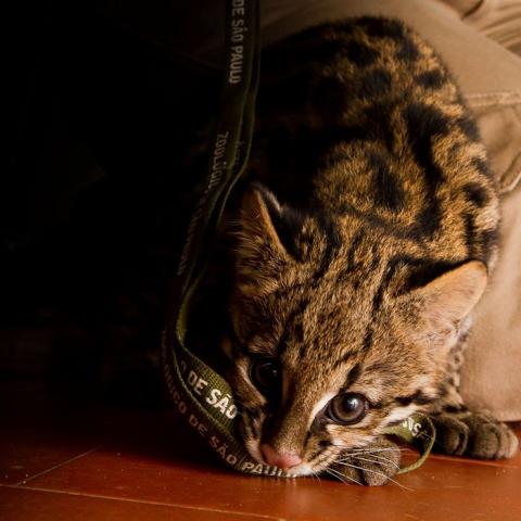 南米のジャガーネコがかわいい写真 南米のジャガーネコがかわいい写真