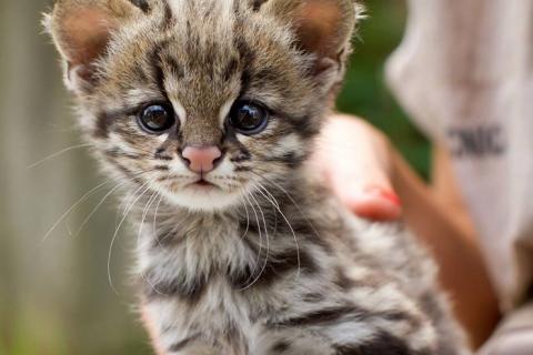 南米のジャガーネコがかわいい写真 南米のジャガーネコがかわいい写真